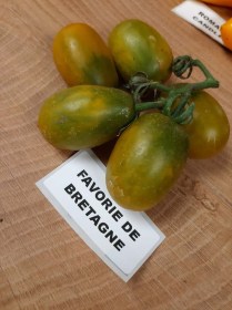 Favorie de Bretagne paradicsom - Paradicsom különlegességek az Egzotikus Növények Stúdiója kínálatából